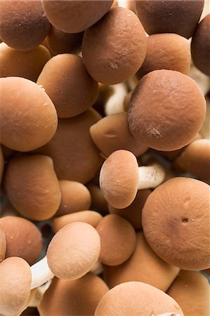 fungus - Pioppini mushrooms from Italy (full-frame) Foto de stock - Sin royalties Premium, Código: 659-03526236