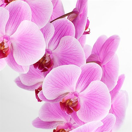 Pink orchids Stock Photo - Premium Royalty-Free, Code: 659-03528253