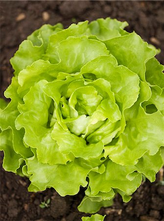 Lettuce in garden (overhead view) Stock Photo - Premium Royalty-Free, Code: 659-03528345