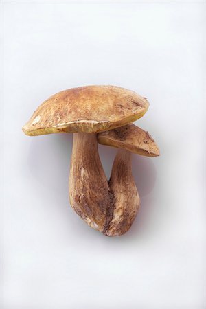 simsearch:659-03526248,k - Two ceps joined at the root Stock Photo - Premium Royalty-Free, Code: 659-03528903