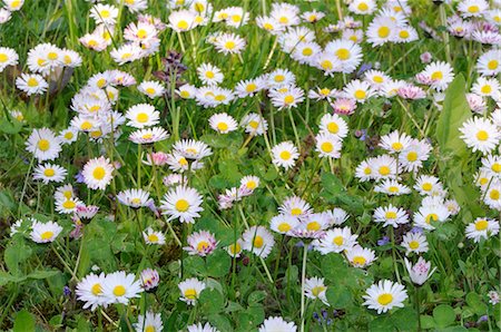 Marguerites en herbe Photographie de stock - Premium Libres de Droits, Code: 659-03528993