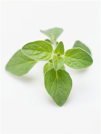 Fresh marjoram Stock Photo - Premium Royalty-Free, Code: 659-03529084