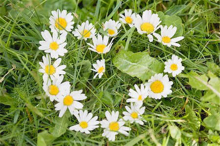 daisy - Marguerites forming a heart in grass Stock Photo - Premium Royalty-Free, Code: 659-03529422