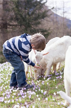 Little boy feeding kids in an Alpine pasture Stock Photo - Premium Royalty-Free, Code: 659-03529883