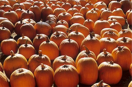 simsearch:600-07784413,k - Many Pumpkins on a Farm Stock Photo - Premium Royalty-Free, Code: 659-03520736