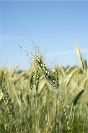 Ears of barley in the field Stock Photo - Premium Royalty-Free, Code: 659-03521998