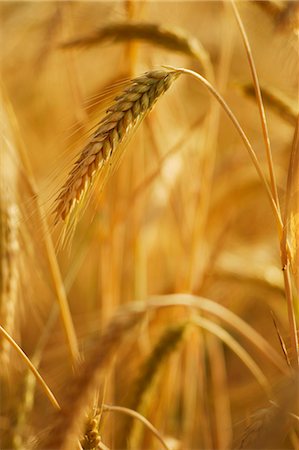 rye - Ears of rye in the field Stock Photo - Premium Royalty-Free, Code: 659-03522732