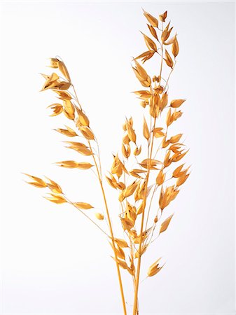 simsearch:659-07027144,k - Ear of oats Stock Photo - Premium Royalty-Free, Code: 659-03522741