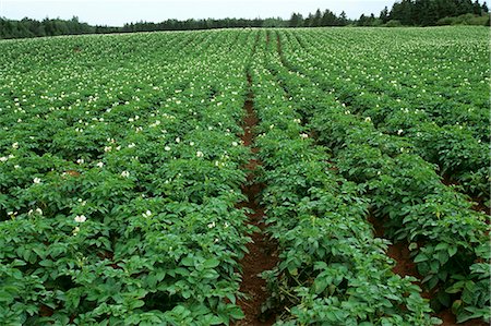 potato field - Potato Field Stock Photo - Premium Royalty-Free, Code: 659-03523230