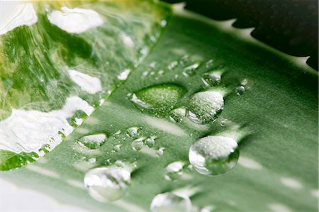 Aloe vera leaf with drops of water (detail) Stock Photo - Premium Royalty-Free, Code: 659-03536359