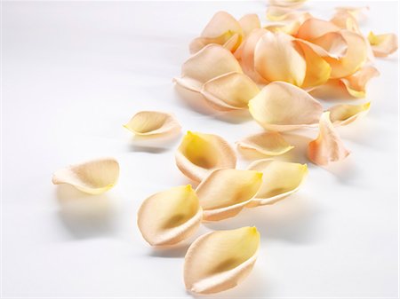 rose petals - Apricot-coloured rose petals Stock Photo - Premium Royalty-Free, Code: 659-03537544