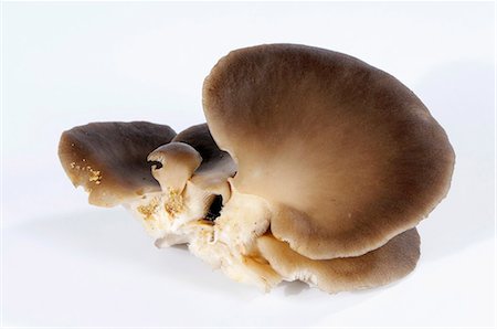 simsearch:659-03526248,k - Fresh oyster mushrooms Stock Photo - Premium Royalty-Free, Code: 659-03537806