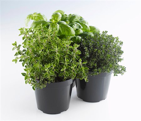 Thyme, oregano and basil in pots Stock Photo - Premium Royalty-Free, Code: 659-03532411