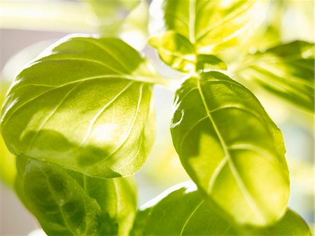 Basil (close-up) Stock Photo - Premium Royalty-Free, Code: 659-03532413