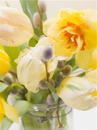 daffodil flower - Fleurs de printemps : tulipes, narcisses et saule Photographie de stock - Premium Libres de Droits, Code: 659-03532524