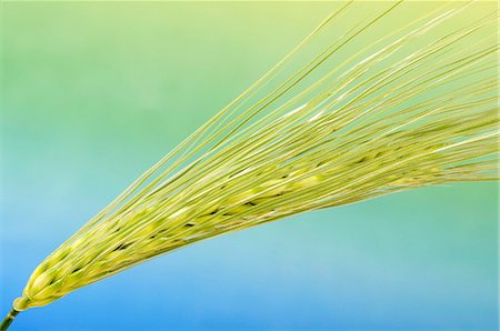 Ear of barley Stock Photo - Premium Royalty-Free, Code: 659-03532804