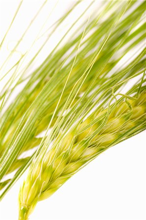 Ear of barley (close-up) Stock Photo - Premium Royalty-Free, Code: 659-03532802