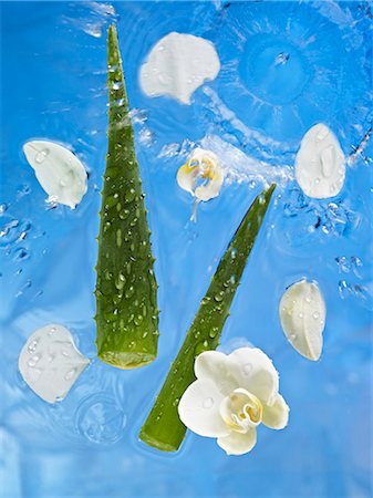 Aloe vera and orchids in water Stock Photo - Premium Royalty-Free, Code: 659-03533838