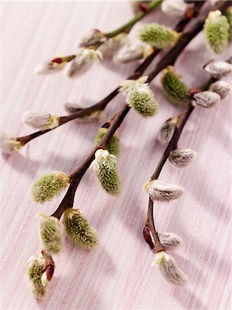 simsearch:659-06184015,k - Pussy willow Stock Photo - Premium Royalty-Free, Code: 659-03533994