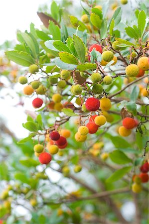 fruit tree - Arbutus berries on the tree Stock Photo - Premium Royalty-Free, Code: 652-05806721