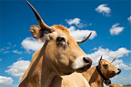 Aubrac cows Stock Photo - Premium Royalty-Free, Code: 652-05809580