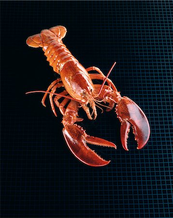 Lobster Foto de stock - Sin royalties Premium, Código: 652-03804029