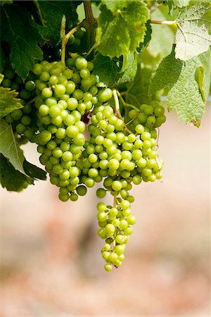 Bunch of grapes on the vine Stock Photo - Premium Royalty-Free, Code: 652-03804615