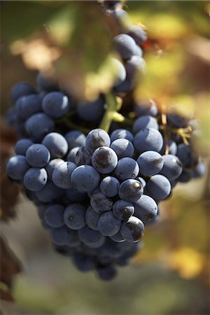 red grape - Bunch of Grenache balck grapes on the vine Stock Photo - Premium Royalty-Free, Code: 652-03802828