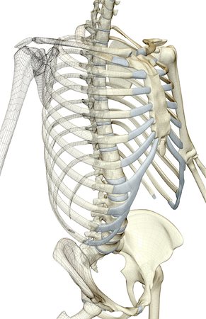 The bones of the upper body Stock Photo - Premium Royalty-Free, Code: 671-02094023