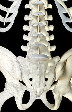 sacral foramina - The bones of the lower back Stock Photo - Premium Royalty-Free, Code: 671-02094079