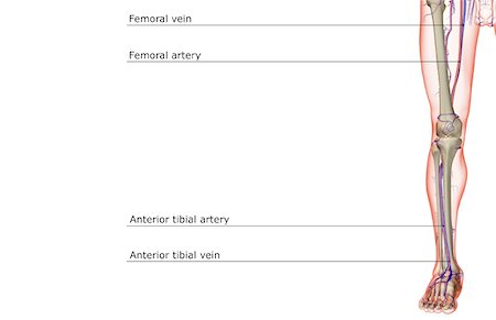 The blood supply of the lower limb Stock Photo - Premium Royalty-Free, Code: 671-02094112
