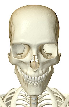 The bones of the head and face Stock Photo - Premium Royalty-Free, Code: 671-02094125