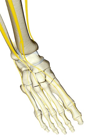 foot nerves - The nerves of the foot Stock Photo - Premium Royalty-Free, Code: 671-02094300