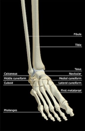 simsearch:671-02093214,k - The bones of the foot Stock Photo - Premium Royalty-Free, Code: 671-02094331
