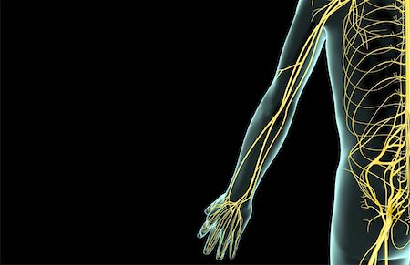 radial nerve - The nerves of the upper limb Stock Photo - Premium Royalty-Free, Code: 671-02094359