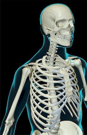 skeleton ribs - The bones of the upper body Stock Photo - Premium Royalty-Free, Code: 671-02094433