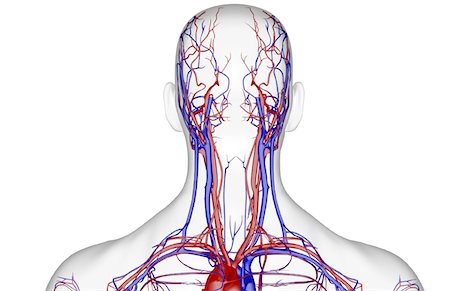 The blood supply of the head and neck Stock Photo - Premium Royalty-Free, Code: 671-02094482