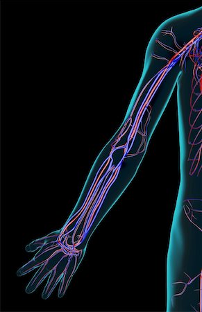 The blood supply of the upper limb Stock Photo - Premium Royalty-Free, Code: 671-02094603