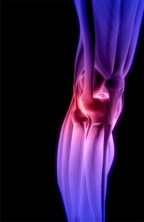 The muscles of the knee Stock Photo - Premium Royalty-Free, Code: 671-02094654