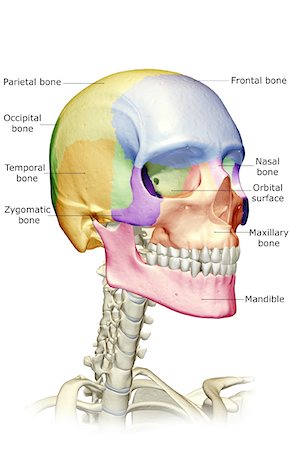 The bones of the head, neck and face Stock Photo - Premium Royalty-Free, Code: 671-02094762