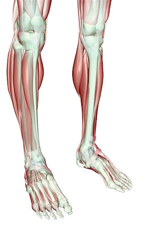 The musculoskeleton of the legs Stock Photo - Premium Royalty-Free, Code: 671-02094763
