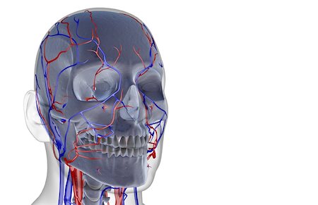 facial vein - The blood supply of the head and face Stock Photo - Premium Royalty-Free, Code: 671-02094834