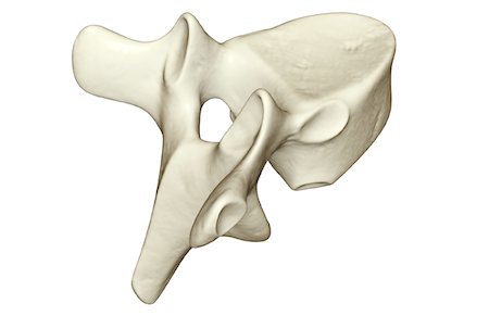 Vertebra Stock Photo - Premium Royalty-Free, Code: 671-02095008