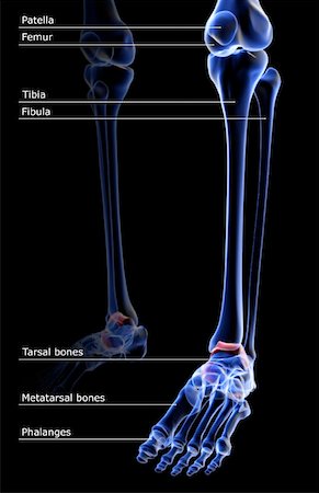 simsearch:671-02093214,k - The bones of the leg Stock Photo - Premium Royalty-Free, Code: 671-02095030