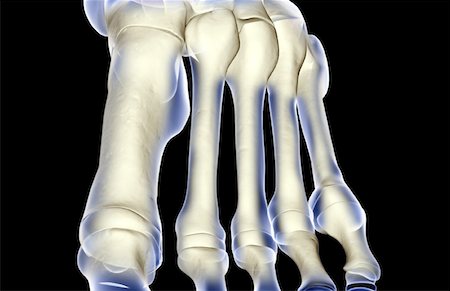 simsearch:671-02093214,k - The bones of the foot Stock Photo - Premium Royalty-Free, Code: 671-02095044