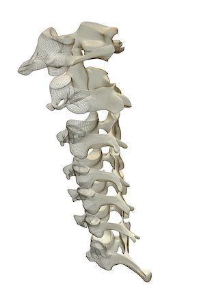 The cervical vertebrae Stock Photo - Premium Royalty-Free, Code: 671-02095043