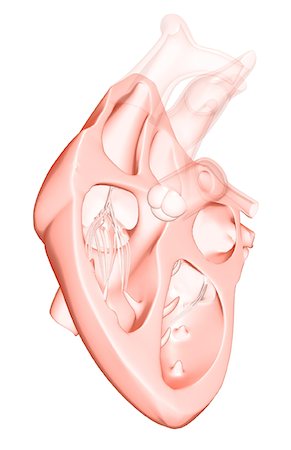 Sectional anatomy of the heart. Stock Photo - Premium Royalty-Free, Code: 671-02095090