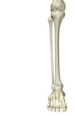 The bones of the leg Stock Photo - Premium Royalty-Free, Code: 671-02095104