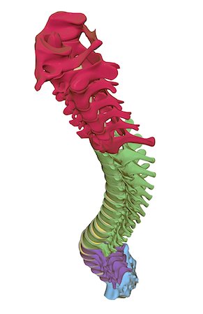 The vertebral column Stock Photo - Premium Royalty-Free, Code: 671-02095112