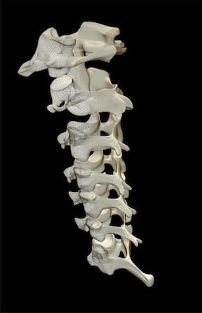 The cervical vertebrae Stock Photo - Premium Royalty-Free, Code: 671-02095136